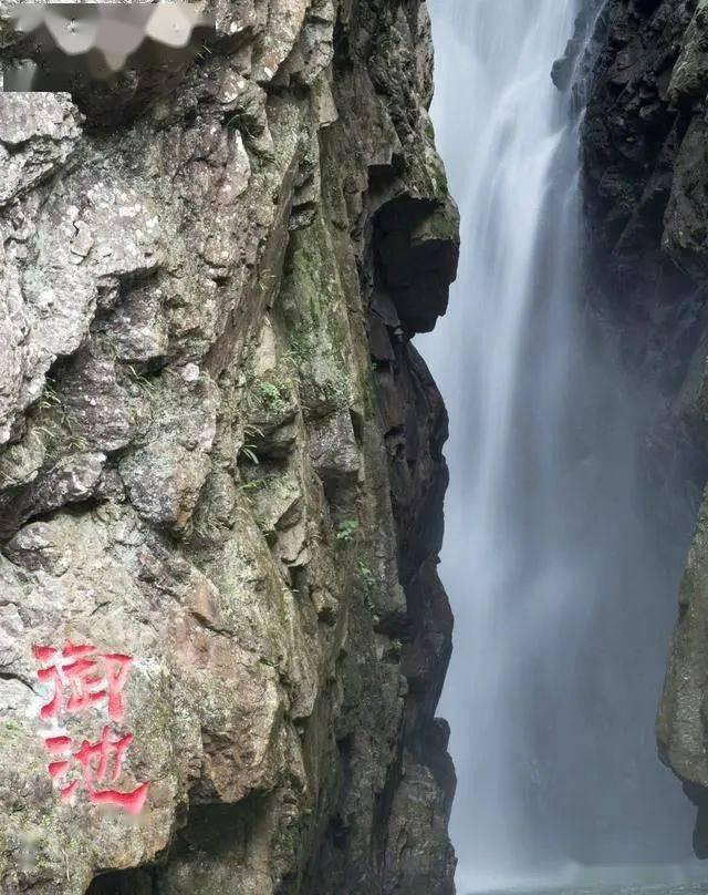 拆完家的泰迪倒在地上抽搐，带去医院检查，医生说了两个字：装的